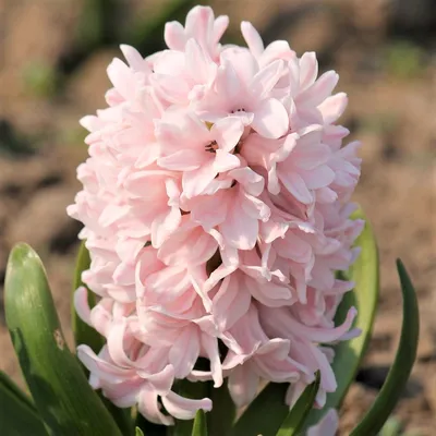 Гиацинт China Pink - Гиацинт - GardenPlants