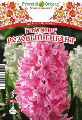 Гиацинт (3 луковицы) — Рассада цветов и овощей.