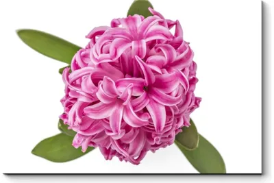 Купить Гиацинт розовый в Бронницах за 150 руб. | Быстрая доставка цветов