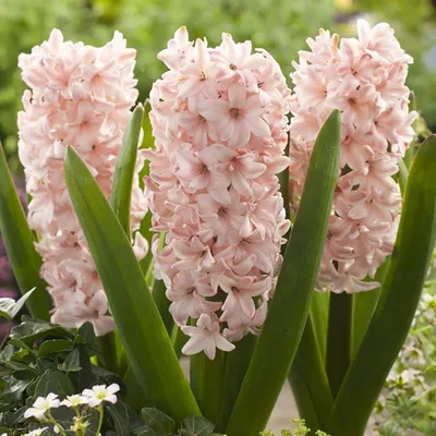 Гиацинт Мультифлора Пинк (Hyacinthus Multiflora Pink) - Луковицы гиацинтов  - купить недорого гиацинты в Москве в интернет-магазине Сад вашей мечты