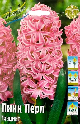 Гиацинт розовый купить в Москве с доставкой | Магазин растений Bloom Story  (Блум Стори)