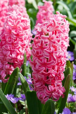 Гиацинт Hyacinthus Pink Frosting - купить саженцы в интернет-магазине