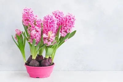 Очаровательный весенний первоцвет – гиацинт. - biudmarket.ru
