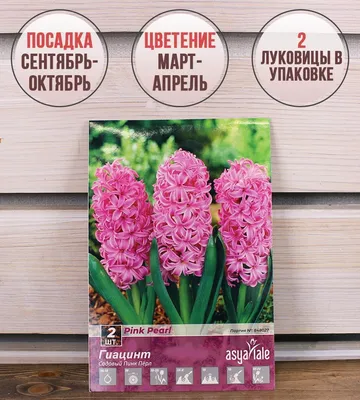 ꕤ Гиацинт Pink Pearl • купить Гиацинт Pink Pearl по цене от 21.99 грн. в  Украине