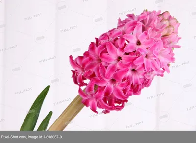 гиацинт розовые свежие цветы растущие в горшке на светло сером фоне с  копией пространства гиацинт свежие цветы Фото И картинка для бесплатной  загрузки - Pngtree
