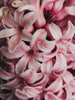 Гиацинт Пинк Пёрл (2) из Луковичные и корневищные цветы 193руб.