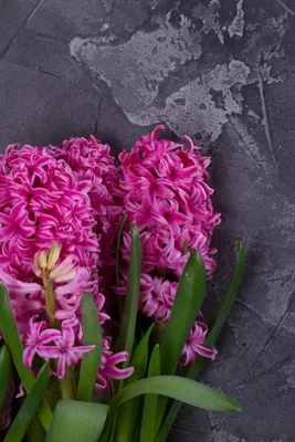 Гиацинт розовый купить в Киеве: цена, заказ, доставка | Магазин «Камелия»