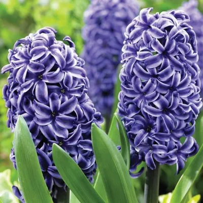 Гиацинт синий - заказать и купить цветы с доставкой | Donpion