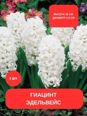 Гиацинт садовый Блу Айз 2 шт купить недорого в интернет-магазине товаров  для сада Бауцентр
