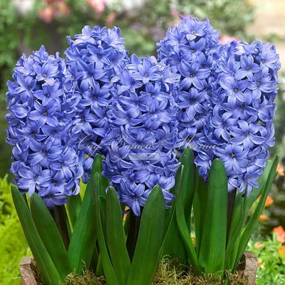 Гиацинт Мультифлора Блю (Hyacinthus Multiflora Blue) - Луковицы гиацинтов -  купить недорого гиацинты в Москве в интернет-магазине Сад вашей мечты