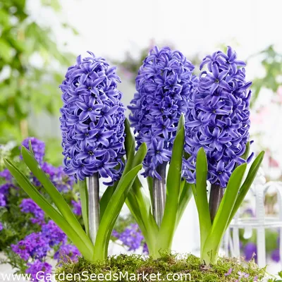 Hyacinthus Orientalis 'Blue Star' Hyacinth from ADR Bulbs