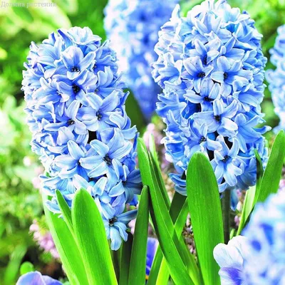 Гиацинт - Blue Pearl - пакет из 3 штук - Hyacinthus – Garden Seeds Market |  Бесплатная доставка