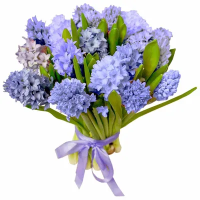 Гиацинт Блю Джекет (Hyacinthus Blue Jacket) - Луковицы гиацинтов - купить  недорого гиацинты в Москве в интернет-магазине Сад вашей мечты