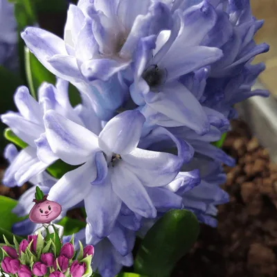 Гиацинт Блю Трофи (Hyacinthus Blue Trophy) - Луковицы гиацинтов - купить  недорого гиацинты в Москве в интернет-магазине Сад вашей мечты