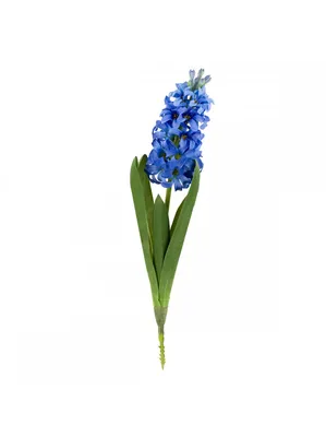 Common hyacinth 'Blue Pearl' (Hyacinthus orientalis 'Blue Pearl') Flower,  Leaf, Care, Uses - PictureThis