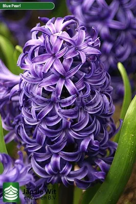 Синий цветок гиацинта или гиацинт в весеннем саду крупным планом | Премиум  Фото