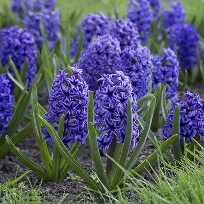 Hyacinthus Orientalis 'Delft Blue' Hyacinth from ADR Bulbs