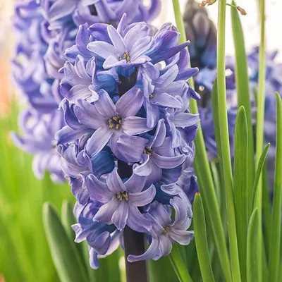 Гиацинт Hyacinthus Blue Eyes - купить саженцы в интернет-магазине
