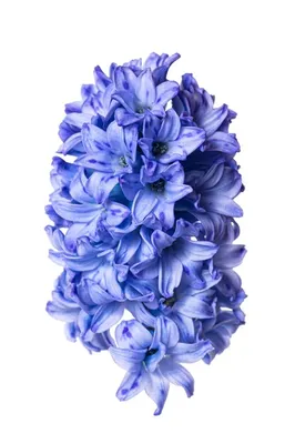 Гиацинт Blue Pearl 14/15 (20шт) - Купить луковицы дешево, с доставкой по  Украине в интернет-магазине GelePlant