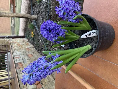 Hyacinth Blue Jacket (Hyacinthus) - Fluwel