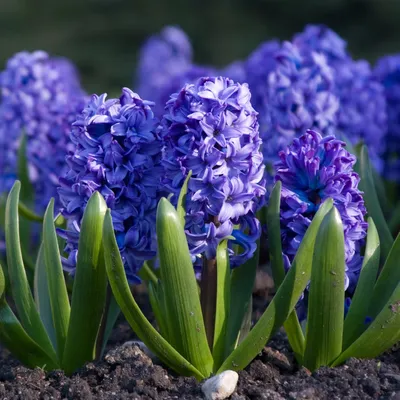 Flowers of Hyacinthus orientalis cv. 'Delft Blue'. | Download Scientific  Diagram