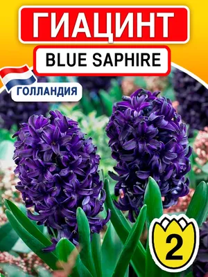 Гиацинт Blue Jacket (Блу Джекет)🌷 - купить луковицы и клубни в Украине |  FLORIUM.UA✓