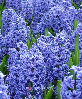 Delft Blue Hyacinth (Hyacinthus orientalis cv.) - Monticello Shop