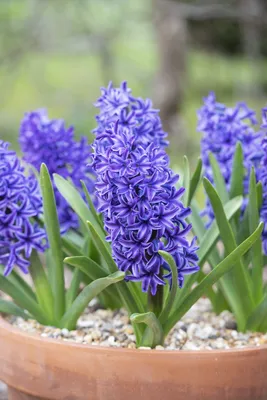 Гиацинт Блю Пёрл Hyacinthus Blue Pearl оптом: купить в Москве от  производителя - питомника ЦветКом