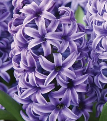 Цветок с гиацинтом, гиацинт или гиацинт Стоковое Фото - изображение  насчитывающей флористическо, мир: 165523882