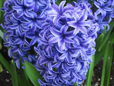 Hyacinthus Blue Jacket | Avon Bulbs