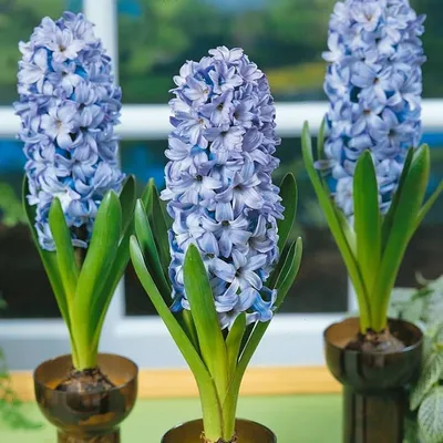 Rare Blue Hyacinth Essential Oil (Hyacinthus orientalis). 100% Pure and  natural. | eBay