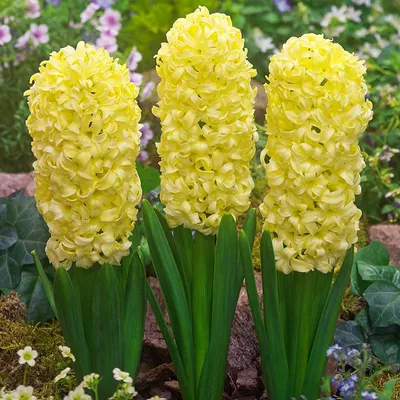 Лучшие сорта гиацинтов для посадки осенью-2021 - Matla Flowers