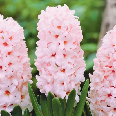 Лучшие сорта гиацинтов для посадки осенью-2021 - Matla Flowers