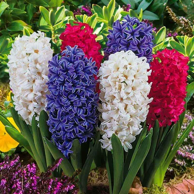 Какие цветы в горшке подарить женщине