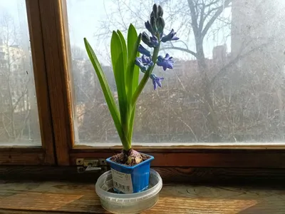 Гиацинт (Hyacinthus). Купить в Киеве. Доставка по Украине