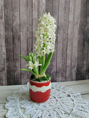Гиацинт купить в Минске с доставкой | Cactus.by