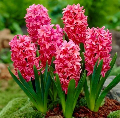 Гиацинт – цветок дождя 0 | Bulb flowers, Flowers perennials, Hyacinth  flowers
