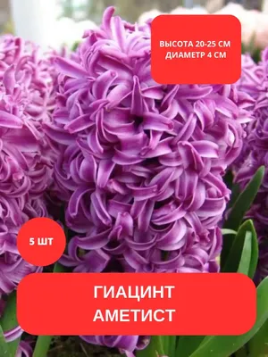 Советы по уходу, выращиванию и посадке гиацинтов осенью и весной в открытый  грунт различных сортов на блоге интернет-магазина agro-market.ua