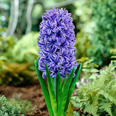 Гиацинт, Hyacinthus, описание, уход, фото