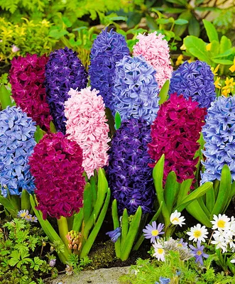 Гиацинт Блю Трофи (Hyacinthus Blue Trophy) - Луковицы гиацинтов - купить  недорого гиацинты в Москве в интернет-магазине Сад вашей мечты