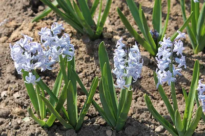 Гиацинт восточный (Hyacinthus orientalis) — описание, выращивание, фото |  на LePlants.ru