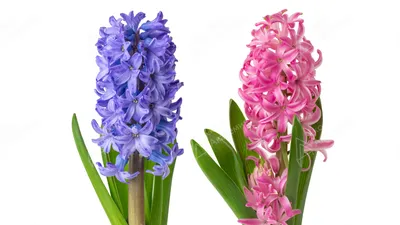 Гиацинт восточный - Amethyst - пакет из 3 штук - Hyacinthus orientalis –  Garden Seeds Market | Бесплатная доставка