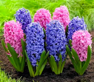 Гиацинты берут свое начало от гиацинта восточного | Hyacinth flowers,  Longfield gardens, Bulb flowers