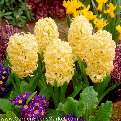 Гиацинт восточный - Lady Derby - пакет из 3 штук - Hyacinthus orientalis –  Garden Seeds Market | Бесплатная доставка