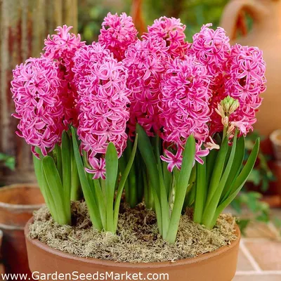 Гиацинт восточный - City of Haarlem - пакет из 3 штук - Hyacinthus  orientalis – Garden Seeds Market | Бесплатная доставка