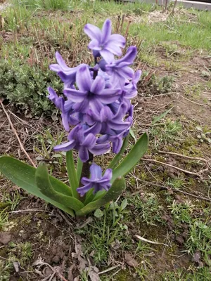 Гиацинт восточный (Hyacinthus orientalis)