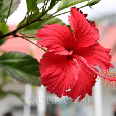 Прекрасные цветы гибискуса китайского на фото: скачать картинки png, jpg
