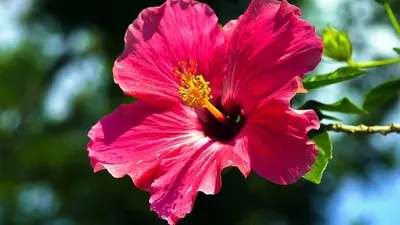 Удивительные цветы гибискуса китайского: скачать бесплатно картинки jpg, png