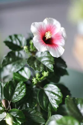 Гибискус (Hibiscus) 40 см - купить в Минске с доставкой, цена и фото в  интернет-магазине Cvetok.by