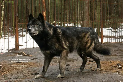 pikabu.ru | Собаки, Волк, Породы собак